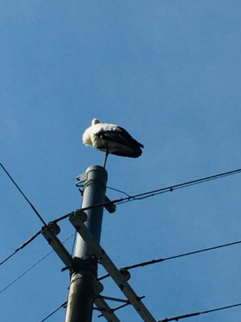 幸せを運ぶ鳥